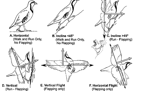 Bild: ¿ Science / Illustration von R. Petty